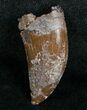 Inch Nanotyrannus Tooth - South Dakota #4547-1